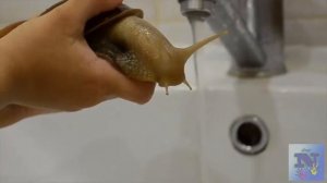 Улитка АХАТИНА откладывает ЯЙЦА!!! Улитки съели яйца(