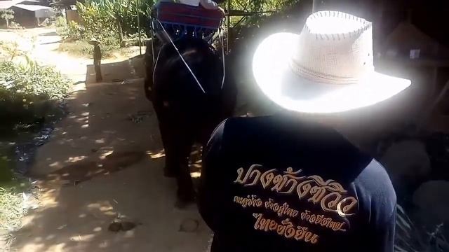 Катание на слонах. Таиланд. Пхукет. смотреть онлайн