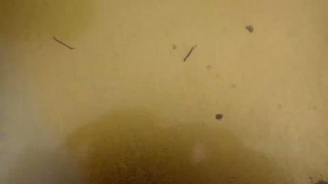 FENDER USA Custom Shop 1960's Heavy Relic Telecaster " Aztec Gold + Rosewood" (2016) Serial-R87966 смотреть онлайн