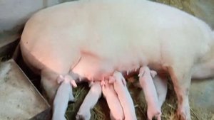 Кормление новорожденных поросят.