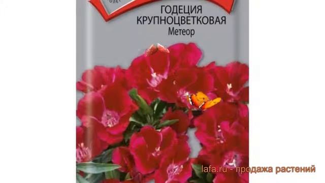 Годеция крупноцветковая Метеор (meteor) ? годеция Метеор обзор: как сажать семена годеции Метеор смотреть онлайн