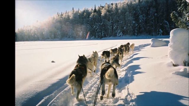 ХАСКИ/ Hask - Маленький щенок хаски смотреть онлайн