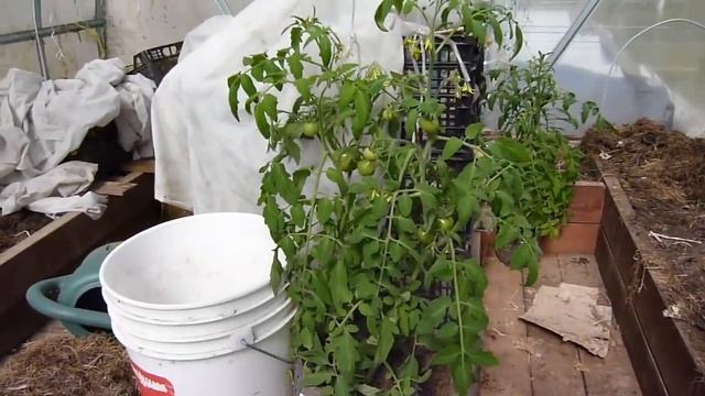 ПРИСПОСОБЛЕНИЯ для рассады. УДОБНО огороднику, КОМФОРТНО растениям смотреть онлайн