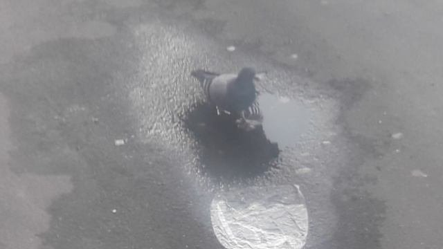 Голуби