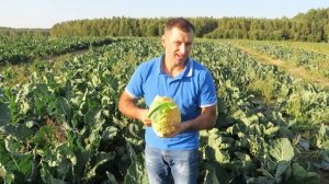 Разноцветная капуста. Флейм Стар