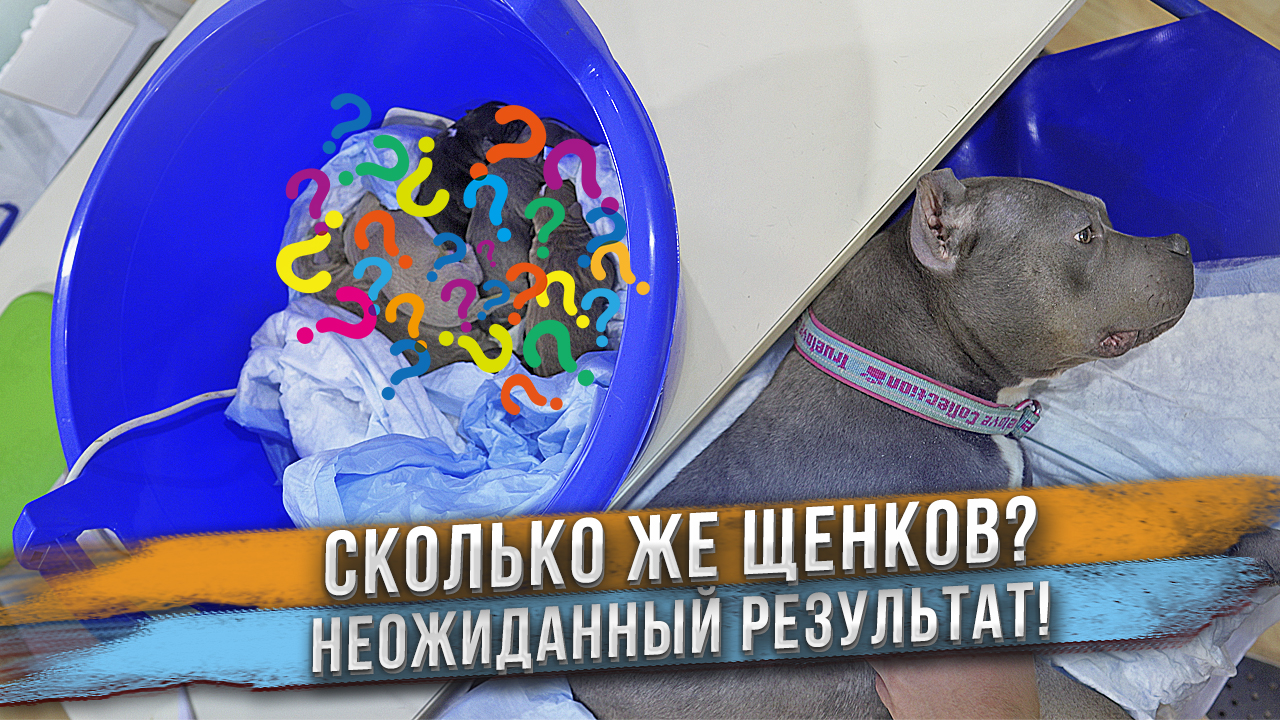 Ничего себе сколько щенков она родила!? Не ожидали!