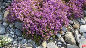 ДОЛГОЖИТЕЛИ ГРЕЦИИ Поделились Своими Секретами. секреты долголетия.