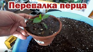 Рассаживаем перец в литровые горшки