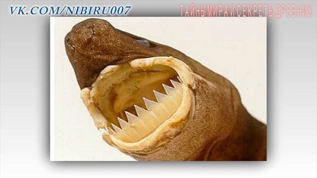 ТОП- 7 самых странных и страшных ртов в животном мире 2016 смотреть онлайн