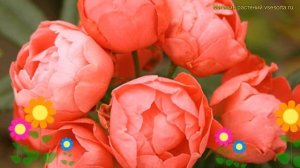 Роза полиантовая Орандж Морсдаг. Краткий обзор, описание характеристик rosa Orange Morsdag