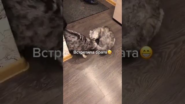 Самые смешные животные / Приколы с котами и собаками 2021 #9