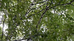 Крик скворцов