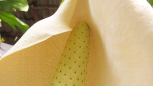 Цветущая монстера. Слайд-шоу. Авторские фото.