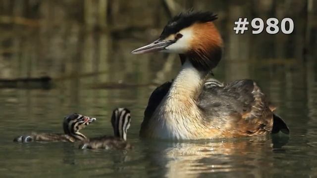 #980. Чомги (поганки) (В мире животных) смотреть онлайн