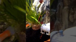 Готовимся к родам Самка меченосца