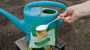 Когда у лука ТОНКОЕ и СЛАБОЕ перо СРОЧНО спасаю этой подкормкой!