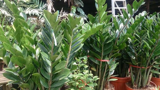 Замиокулькас Долларовое дерево смотреть онлайн