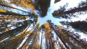 Sequoia Forest. General Sherman Tree. Jan 2020.