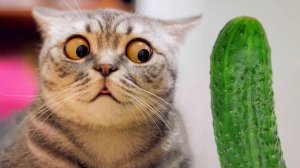 Новые смешные животные 2024 😂 Самые смешные видео о кошках и собаках 😹🐶