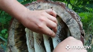 Борть.Колода для пчел. Почти Дикий мёд ?. Мёд из колоды, Южного Казахстана?. Сотовый мёд ?