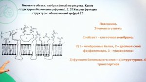 23 ЗАДАНИЕ ИЗ ЕГЭ по БИОЛОГИИ! Научись ОФОРМЛЯТЬ! СЕКРЕТЫ оформления ВТОРОЙ ЧАСТИ #2.