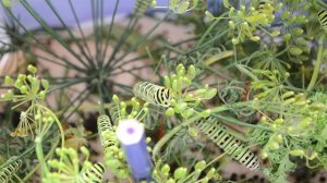 Papilio machaon