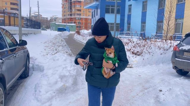 Чихуахуа гуляет в -40 
