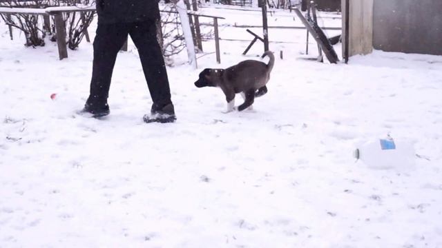 Питомник Алиенс Бьюти смотреть онлайн