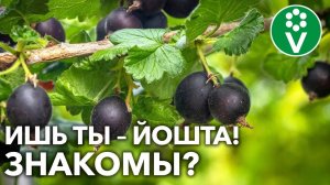 ЧУДО-КУСТАРНИК ЙОШТА НЕ ДОСТАВИТ ХЛОПОТ И ЗАСЫПЛЕТ ЯГОДАМИ! Вам понравится!