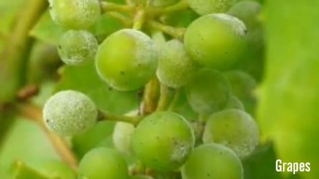 Powdery mildew disease has affected many plants смотреть онлайн