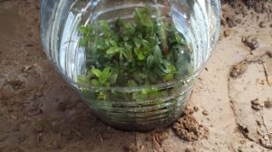 Самый простой способ укоренить растения для сада. Осеннее черенкование и распродажа