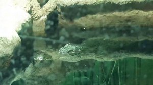 Кто живёт в террариуме Московского зоопарка?