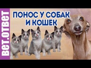 Как лечить понос у собак и 9 котят? Не зарастает купированный хвост.