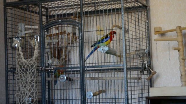 Пестрые розеллы Яша и Аксель смотреть онлайн