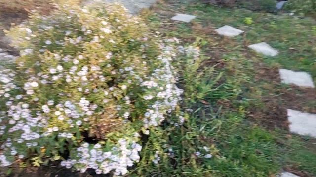 Что можно посадить в месте затопления весенними водами?????Навела порядок в хвойном миксбордере.
