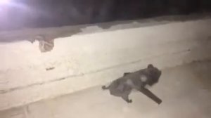 Летучая мышь залетела в окно