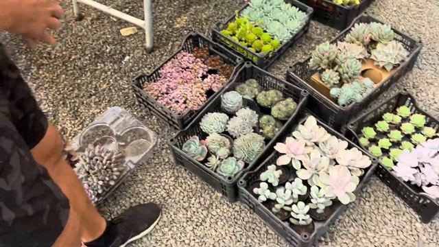 IMPOSSÍVEL NÃO LEVAR PARA CASA ESSAS SUCULENTAS 😍 смотреть онлайн