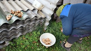 Бабушка уже 30 лет выращивает опята на своем огороде. Показываю уникальный способ.