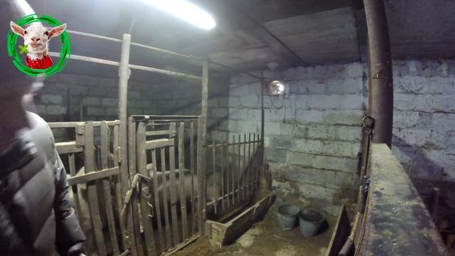 Древесные опилки поросятам - это антисептик смотреть онлайн