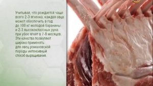 26.05.16 «Своя ферма». Романовские бараны