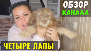 Четыре Лапы Обзор Канала и Доход Канала на Ютуб
