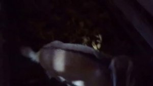 как приучить козу к дойке на станку