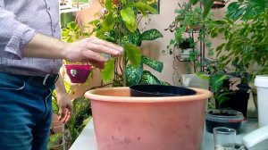 Лимон из косточки - прошло 2 года...