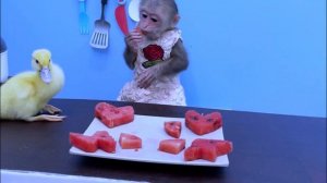 Инопланетная обезьяна ест арбуз с утенком