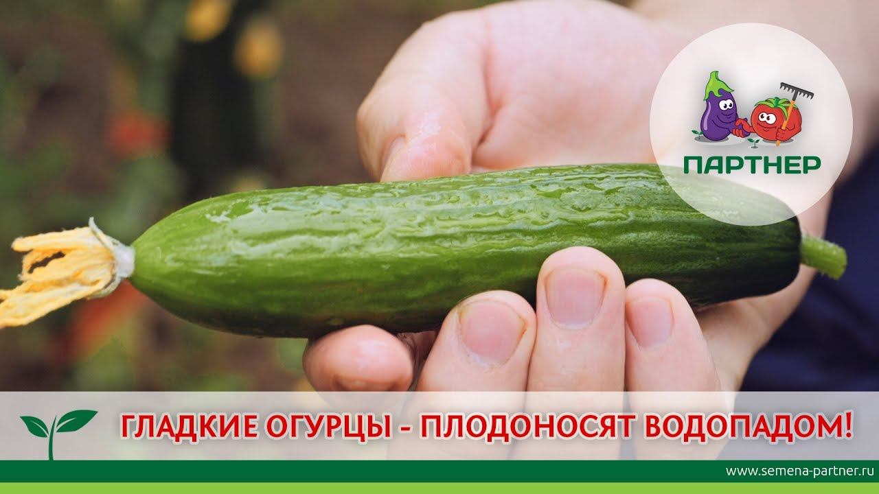 ГЛАДКИЕ ОГУРЦЫ - ПЛОДОНОСЯТ ВОДОПАДОМ!