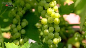 ВОТ КАК РАЗМНОЖИТЬ ВИНОГРАД ОСЕНЬЮ ! Секреты успешного черенкования!