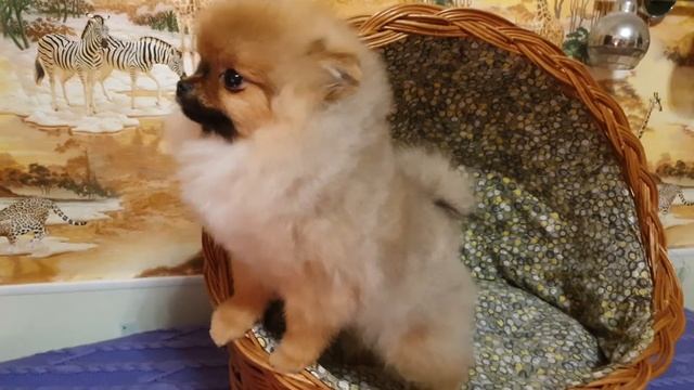 Ирис щенок померанский мини шпиц , видео в корзинке смотреть онлайн