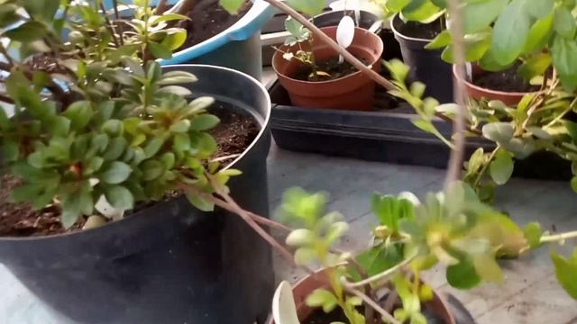 Азалия японская. Осенняя обрезка. Как сохранить компактность? (Rhododendron obtusum. Autumn pruning)