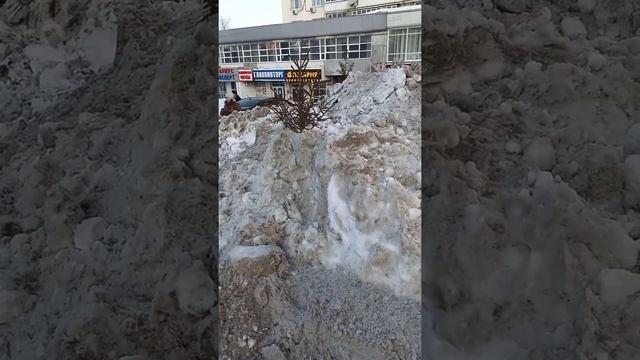 выставка фиалок в городе уфа .редкие сорта виды .карликовые фиалки редкие .частные коллекции 2022