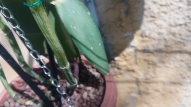 Surprise flower spike from my species Cattleya intermedia var. Orlata 'Rio' смотреть онлайн